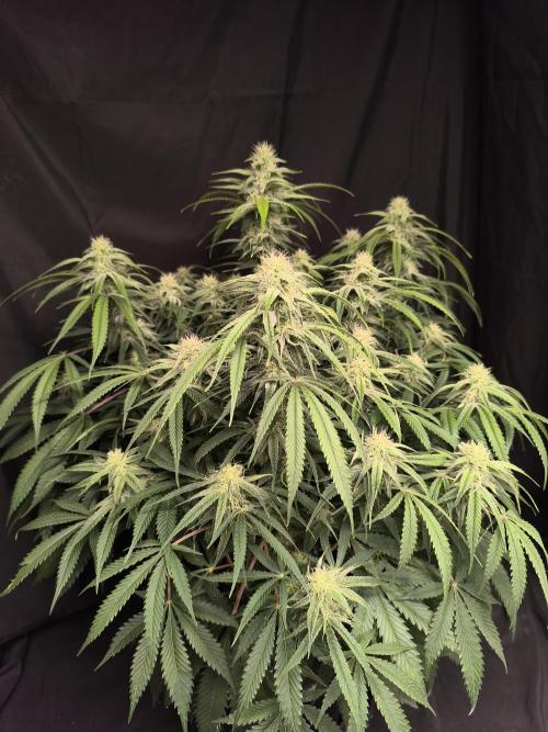 Black Opium Auto LED. Week 9