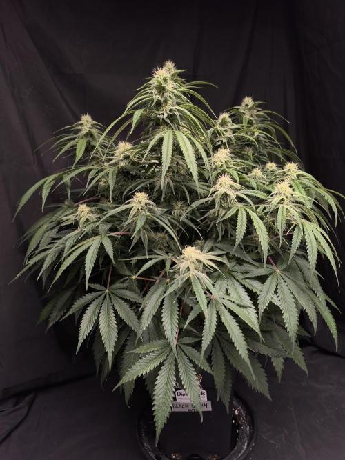 Black Opium Auto LED. Week 9