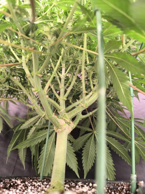 Black Opium Auto LED. Week 9