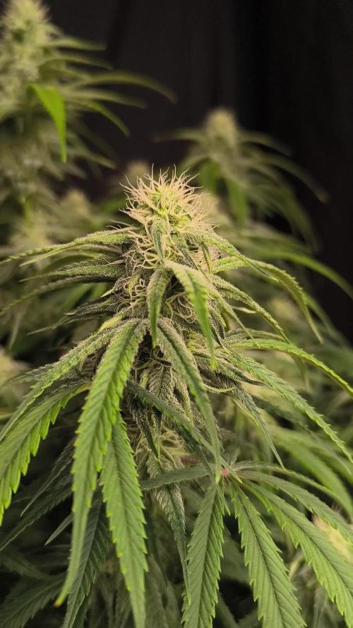 Black Opium Auto LED