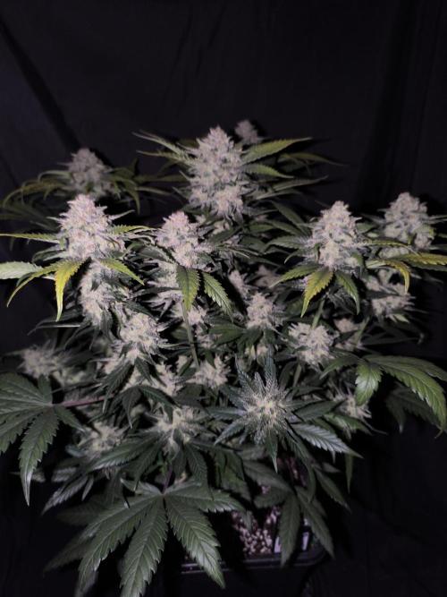 Frostbanger Auto LED. Week 9 - SEED 2