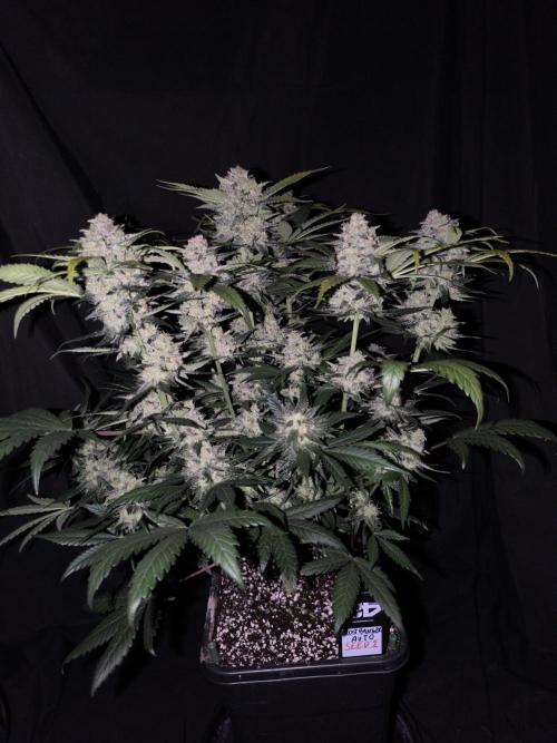 Frostbanger Auto LED. Week 9 - SEED 2