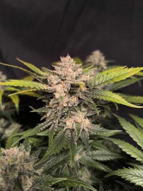 Frostbanger Auto LED. Week 9 - SEED 2