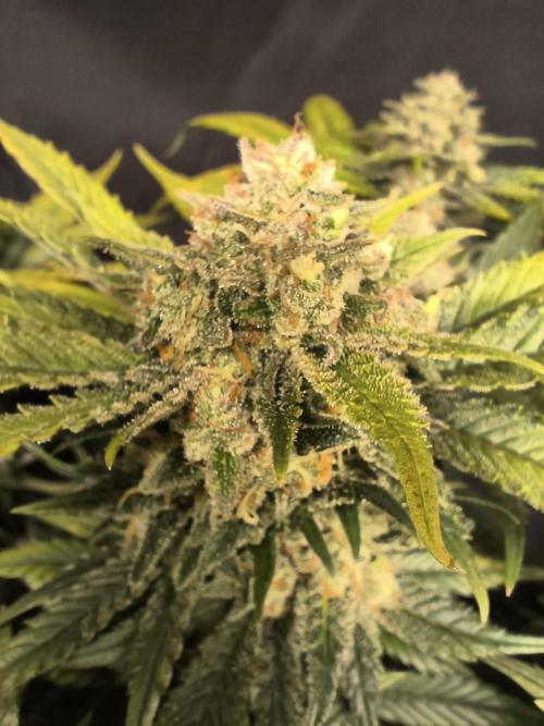 Frostbanger Auto LED. Week 9 - SEED 2