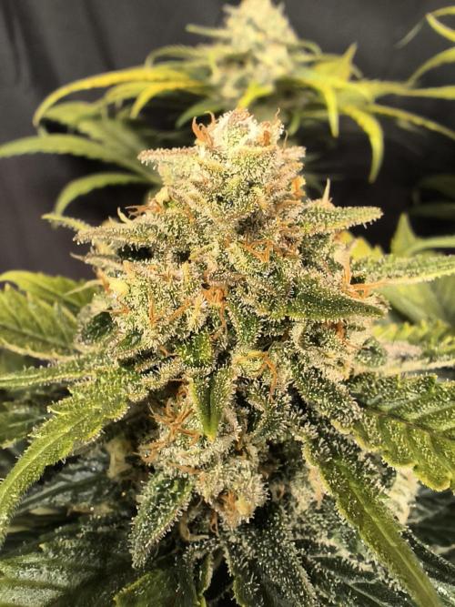 Frostbanger Auto LED. Week 9 - SEED 2