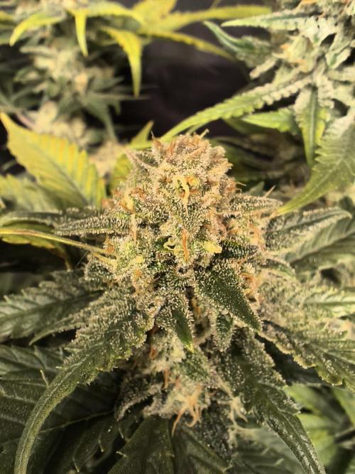 Frostbanger Auto LED. Week 9 - SEED 2