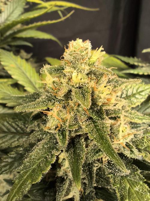 Frostbanger Auto LED. Week 9 - SEED 2