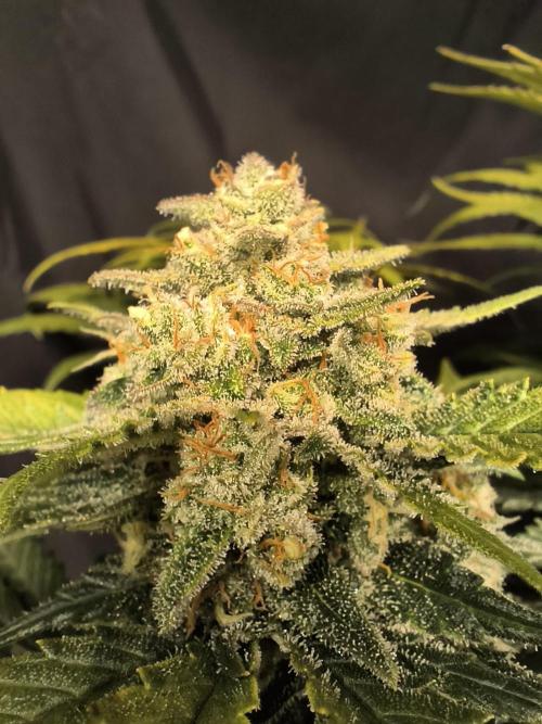 Frostbanger Auto LED. Week 9 - SEED 2