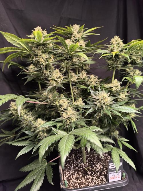Frostbanger Auto LED. Week 9 - SEED 2