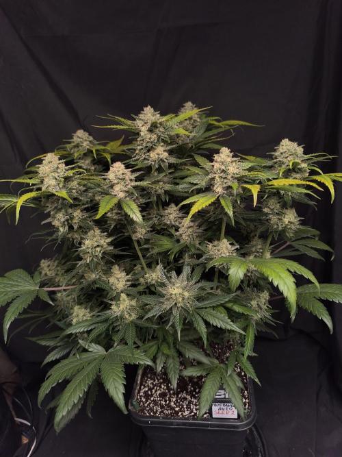 Frostbanger Auto LED. Week 9 - SEED 2