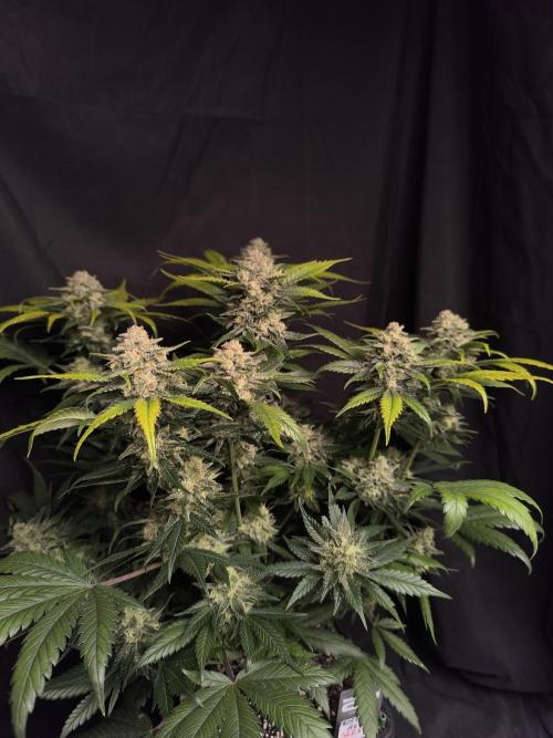 Frostbanger Auto LED. Week 9 - SEED 2