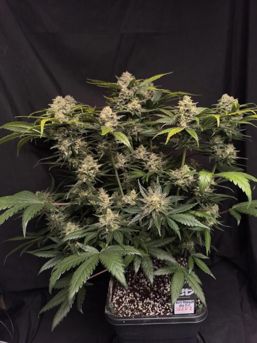 Frostbanger Auto LED. Week 9 - SEED 2