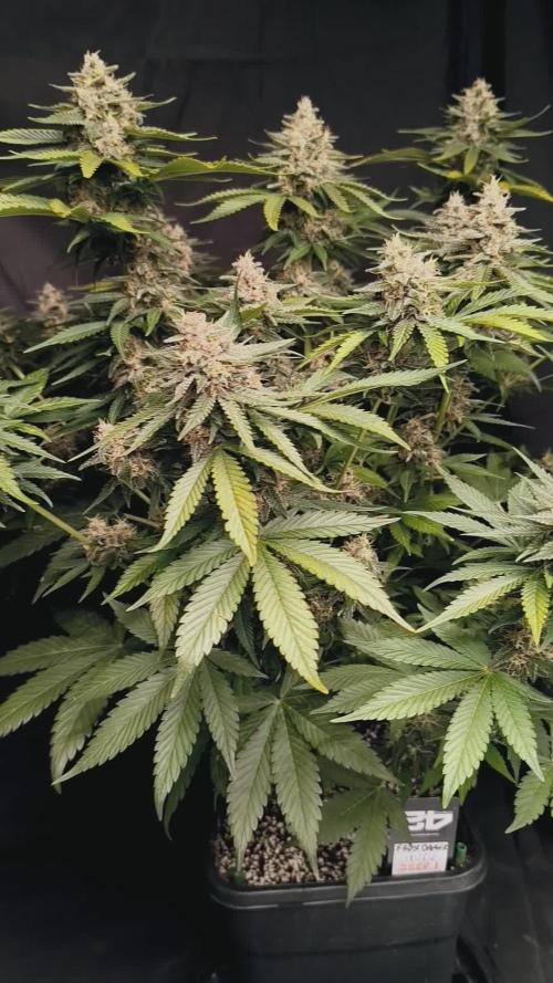 Frostbanger Auto LED