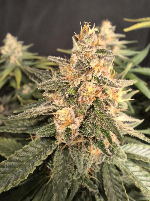 Frostbanger Auto LED. Week 9 - SEED 1