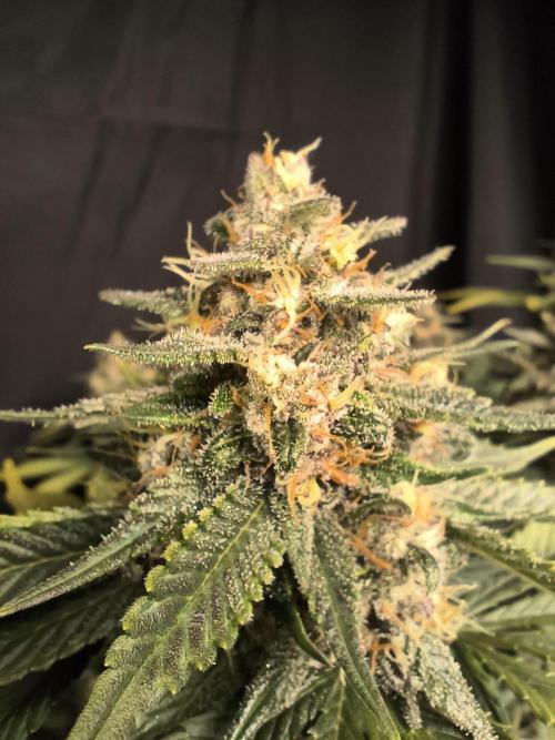 Frostbanger Auto LED. Week 9 - SEED 1