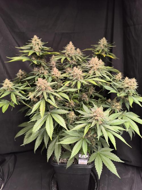 Frostbanger Auto LED. Week 9 - SEED 1