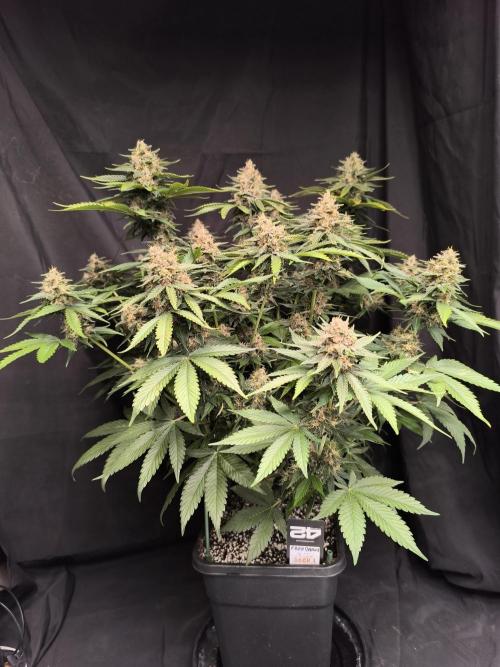 Frostbanger Auto LED. Week 9 - SEED 1