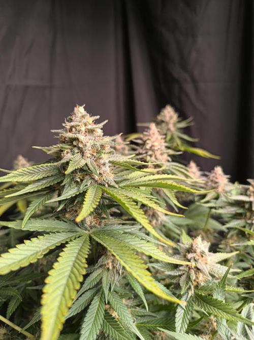 Frostbanger Auto LED. Week 9 - SEED 1