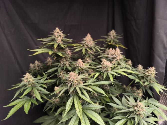 Frostbanger Auto LED. Week 9 - SEED 1