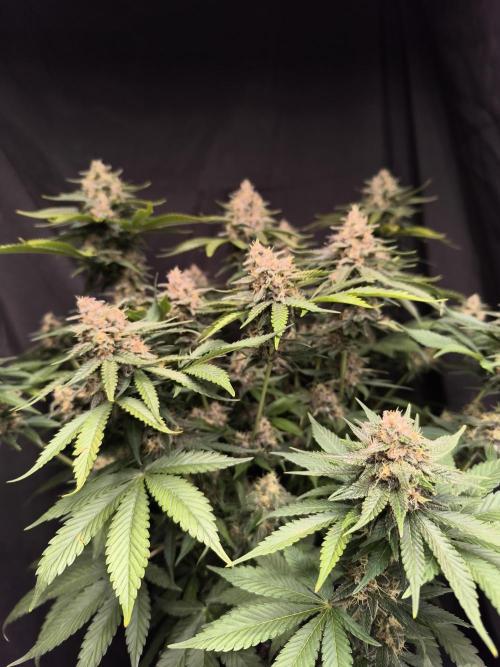 Frostbanger Auto LED. Week 9 - SEED 1