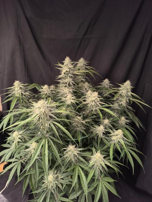 Black Opium Auto LED. Week 10