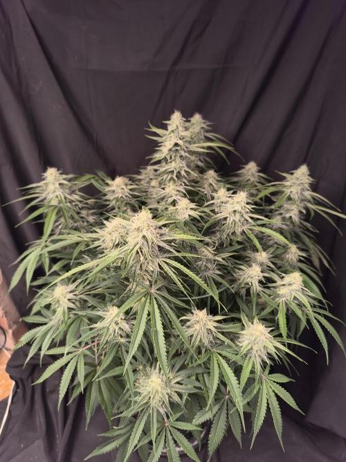 Black Opium Auto LED. Week 10