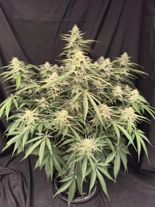 Black Opium Auto LED. Week 10