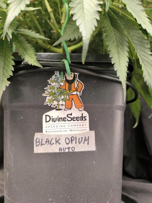 Black Opium Auto LED. Week 10