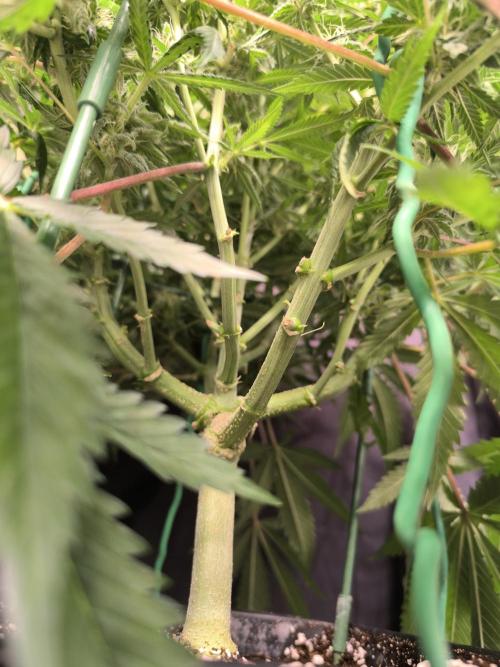 Black Opium Auto LED. Week 10