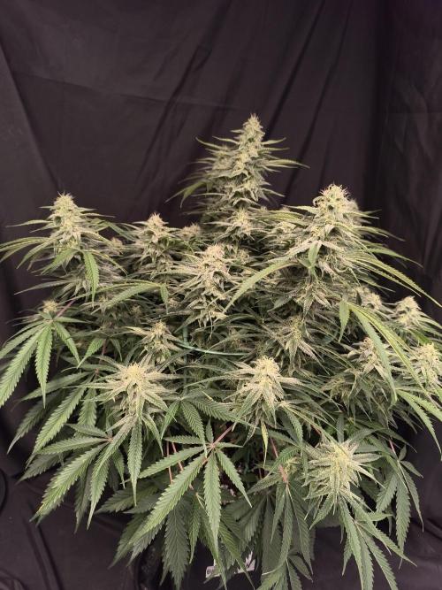 Black Opium Auto LED. Week 10