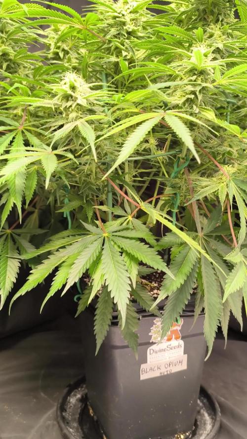 Black Opium Auto LED