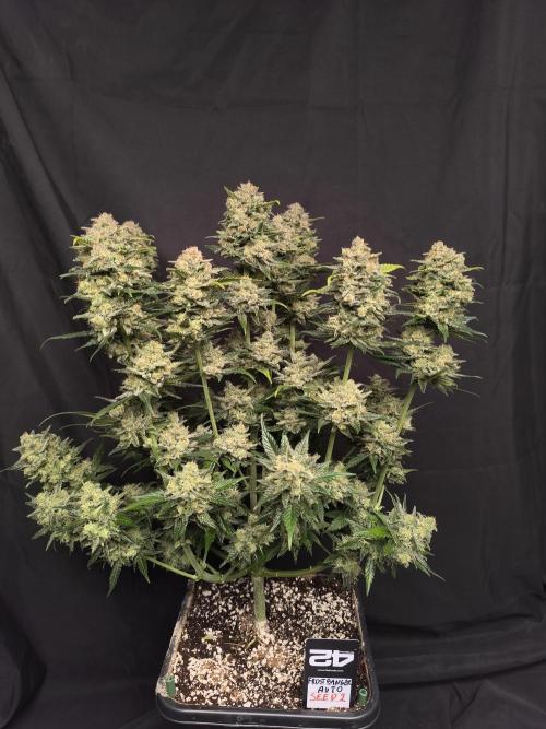 Frostbanger Auto LED. Week 10