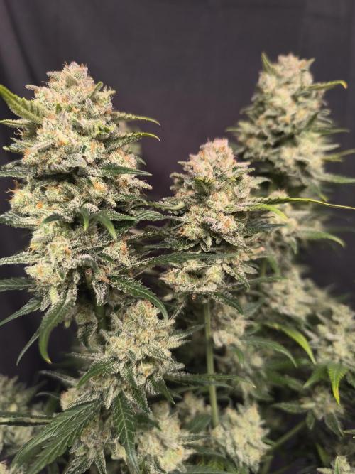 Frostbanger Auto LED. Week 10