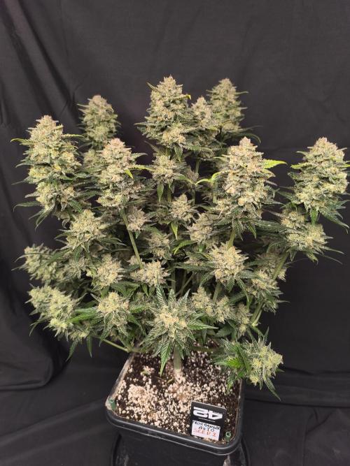 Frostbanger Auto LED. Week 10