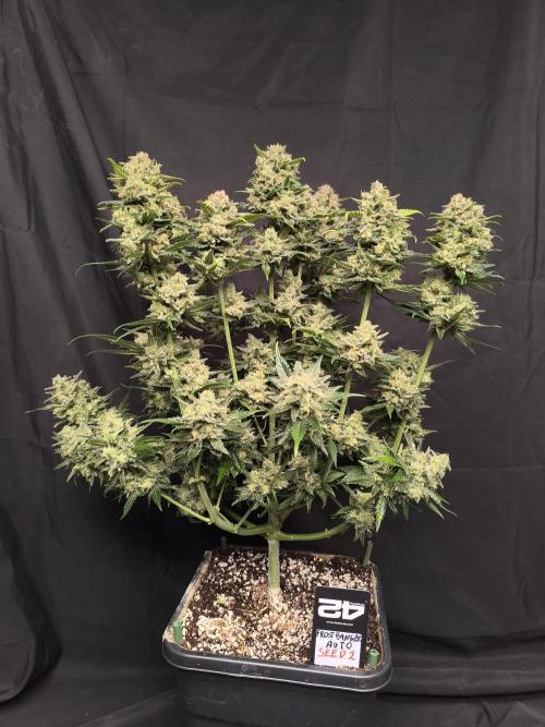 Frostbanger Auto LED. Week 10