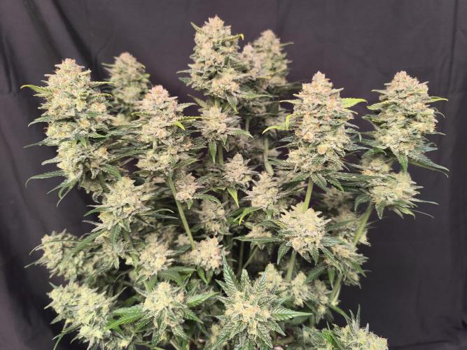 Frostbanger Auto LED. Week 10