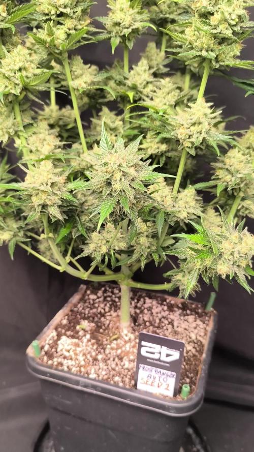 Frostbanger Auto LED