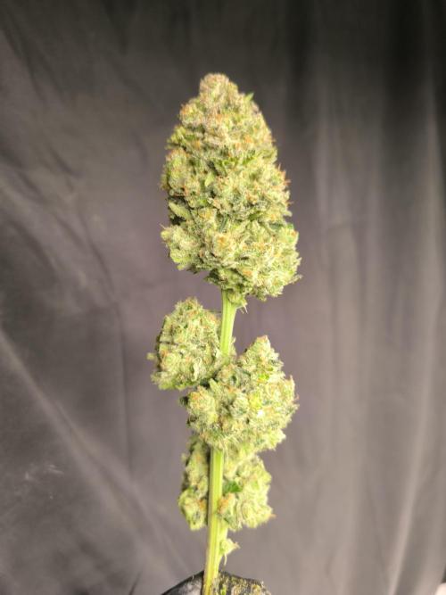 Frostbanger Auto LED. Week 10