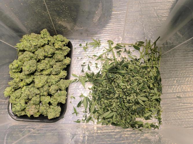 Frostbanger Auto LED. Week 10