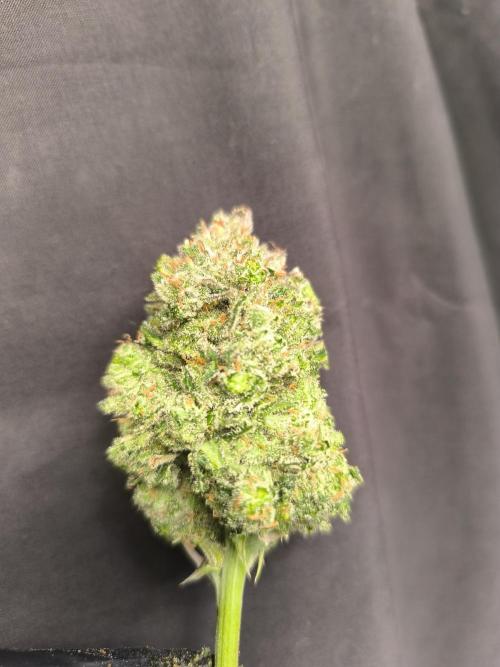 Frostbanger Auto LED. Week 10