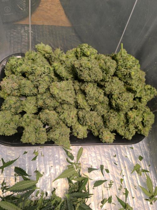 Frostbanger Auto LED. Week 10