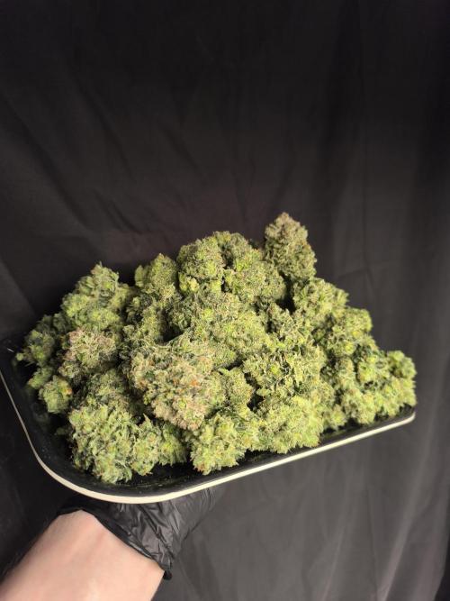 Frostbanger Auto LED. Week 10