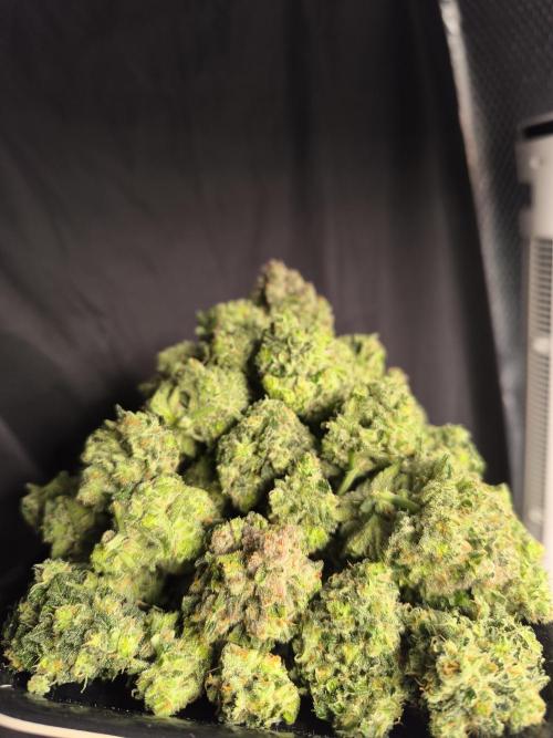 Frostbanger Auto LED. Week 10