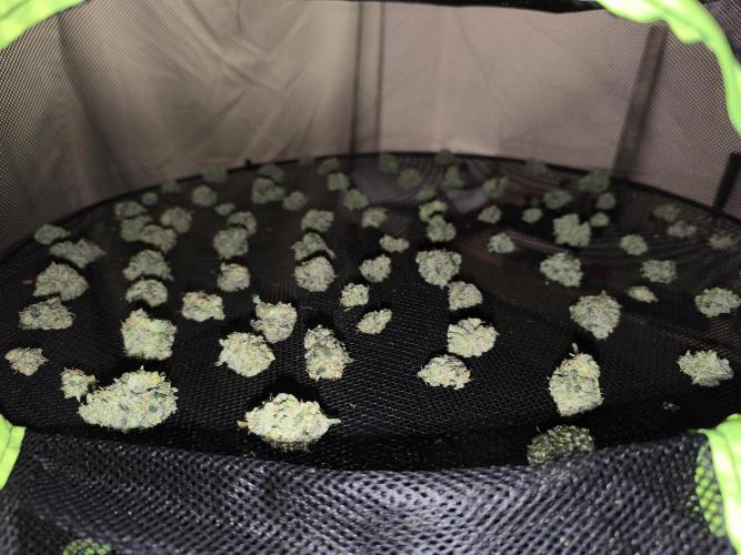 Frostbanger Auto LED. Week 10