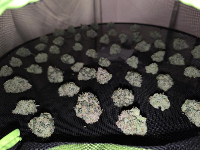 Frostbanger Auto LED. Week 10