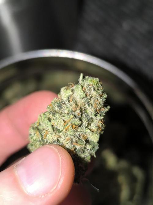 Frostbanger Auto LED. Week 10