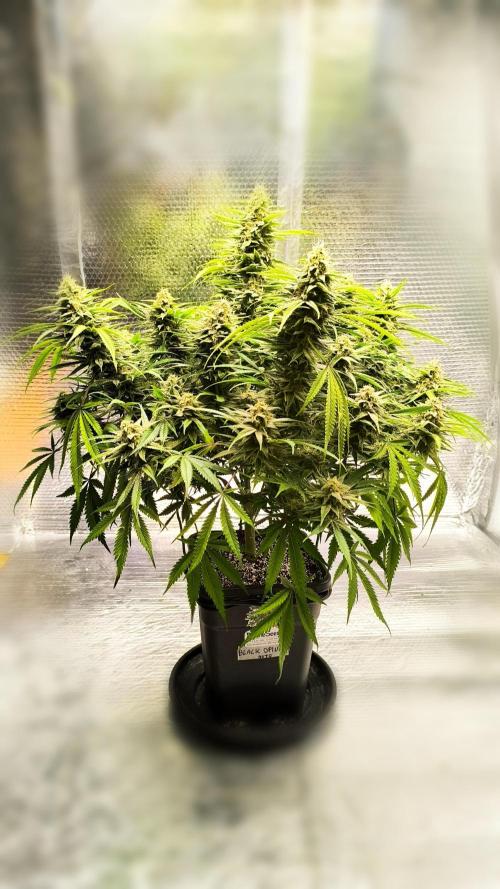 Black Opium Auto LED. Week 11