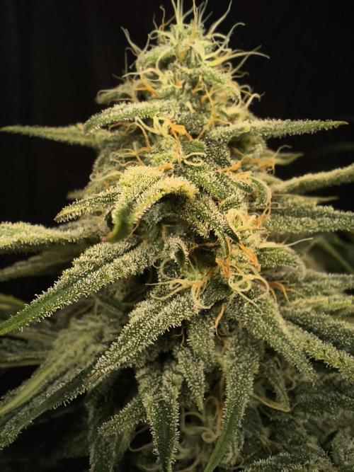 Black Opium Auto LED. Week 11