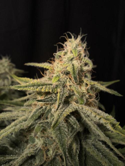 Black Opium Auto LED. Week 11