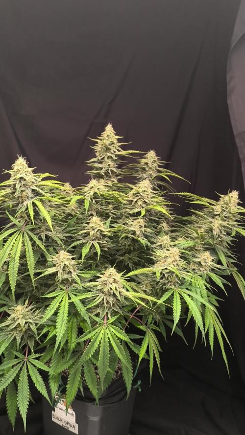 Black Opium Auto LED